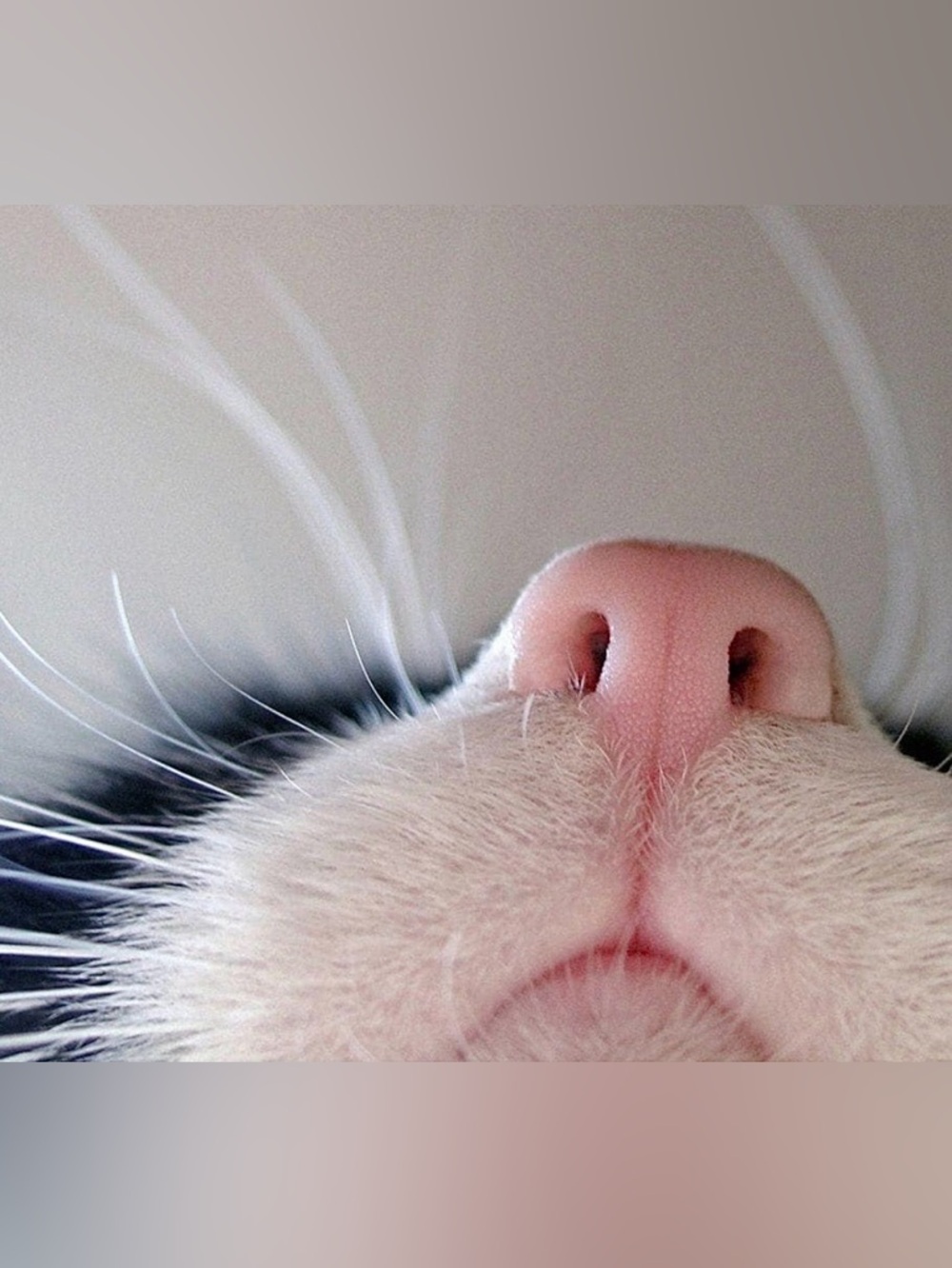 Cat Nose - Ring